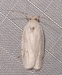 Antaeotricha albulella