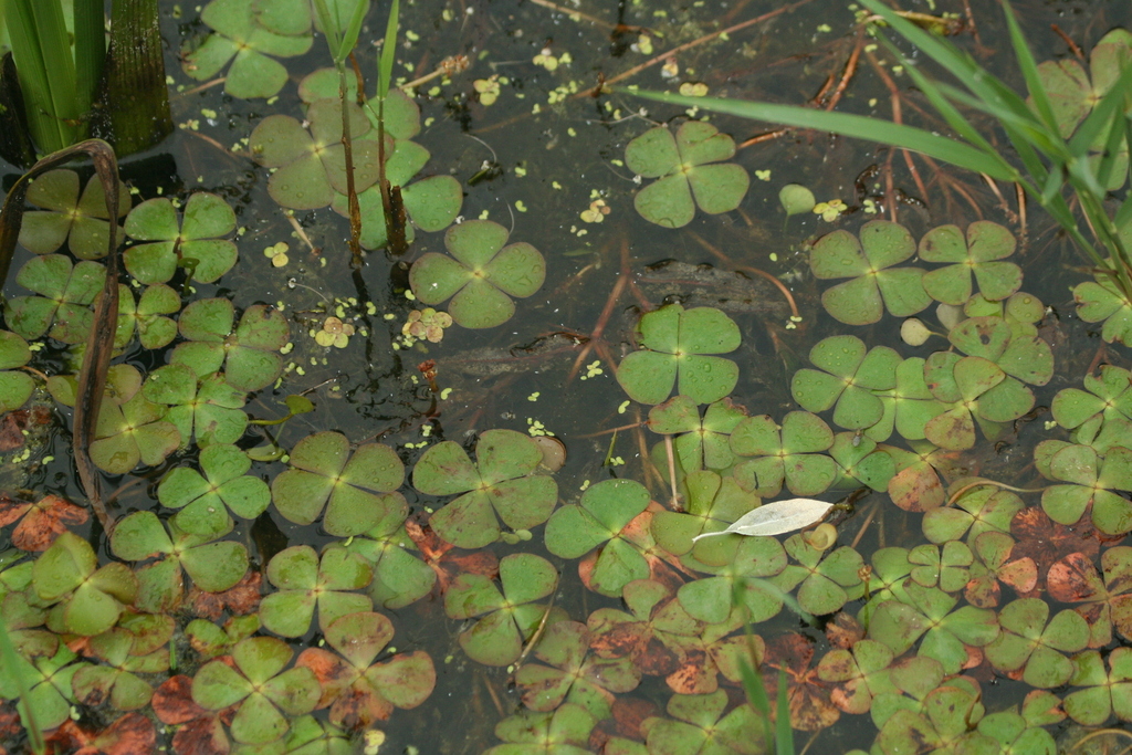 Cỏ bợ – Marsilea quadrifolia