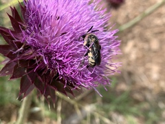 Brachymelecta interrupta