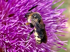 Brachymelecta interrupta