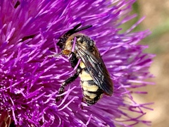 Brachymelecta interrupta