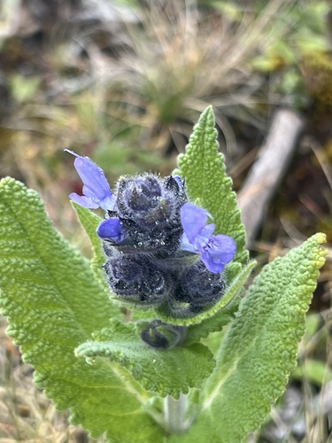 Image of Salvia merjamie by (c) Rob Williams, some rights reserved (CC BY)