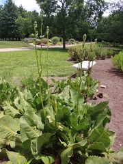 Silphium terebinthinaceum