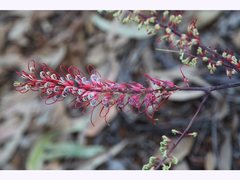 Grevillea dryandri