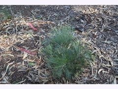 Grevillea dryandri