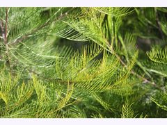 Grevillea dryandri