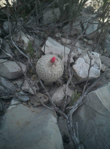 Epithelantha pulchra