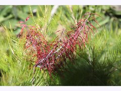 Grevillea dryandri