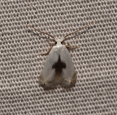 Opostegidae