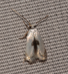 Opostegidae