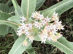 Asclepias hallii