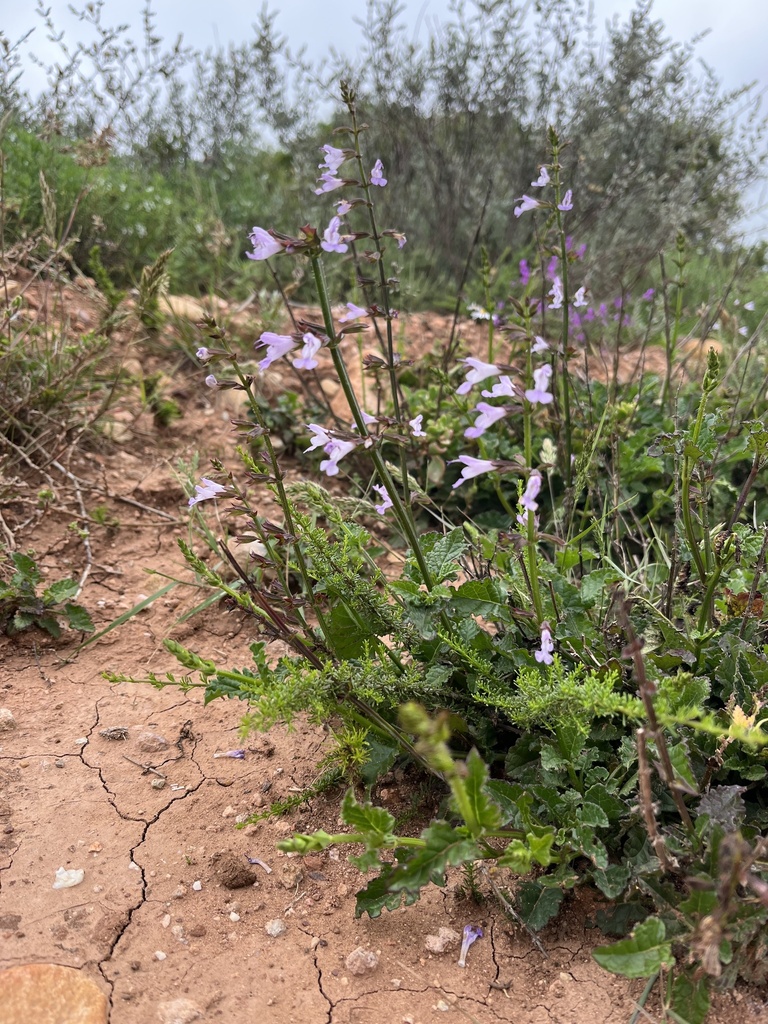 Coega Sage