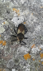 Apiomerus lanipes