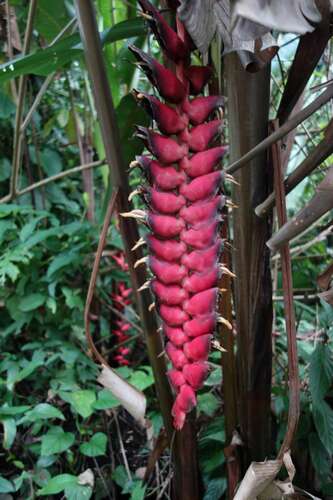 Image of Heliconia mariae by (c) nebrooks, some rights reserved (CC BY)