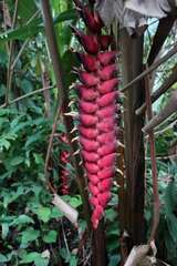 Heliconia mariae (Heliconia mariae)