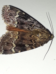 Amphipyra pyramidea