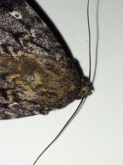 Amphipyra pyramidea
