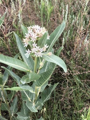 Asclepias hallii