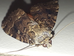 Amphipyra pyramidea