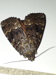 Amphipyra pyramidea