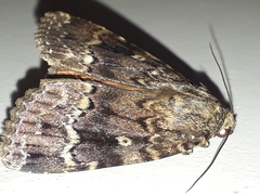 Amphipyra pyramidea