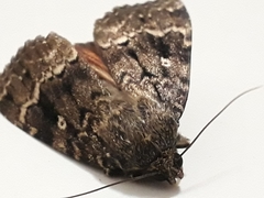Amphipyra pyramidea