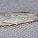 Small White Grass-Veneer - Photo (c) Nick Block, some rights reserved (CC BY), uploaded by Nick Block