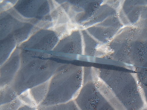 Bluespotted cornetfish (Fistularia commersonii) — Fistulariidae — 2
