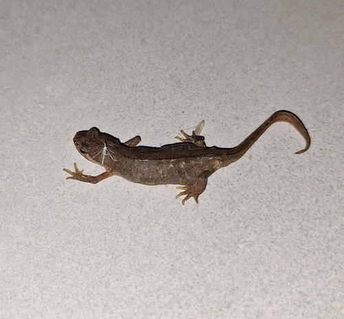 Greek Newt, Λευκάδα 311 00, Ελλάδα, photo 6 of 10