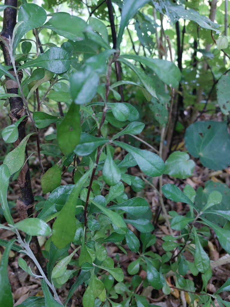 Corokia × virgata from Paraparaumu, New Zealand on November 21, 2024 at ...