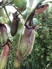 Nepenthes robcantleyi