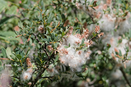 Blue-green Willow (Salix caesia)