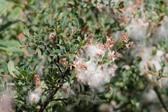 Salix caesia