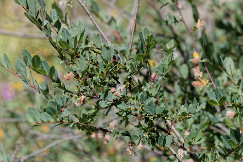 Salix caesia, photograph 1