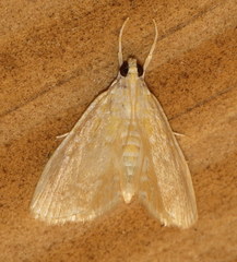 Glaphyria glaphyralis