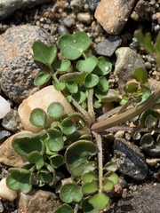 Cardamine umbellata