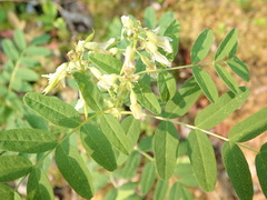 Astragalus americanus