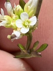 Cardamine umbellata