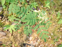 Astragalus americanus