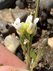 Cardamine umbellata