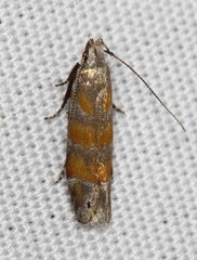 Battaristis vittella