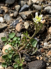 Cardamine umbellata