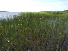 Schoenoplectus torreyi