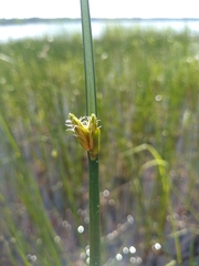 Schoenoplectus torreyi