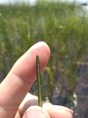 Schoenoplectus torreyi