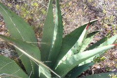 Agave parryi