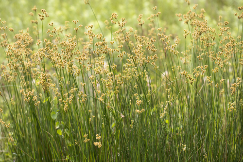 Juncus densiflorus