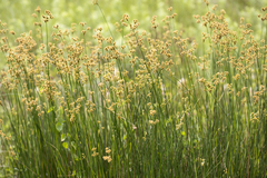 Juncus densiflorus