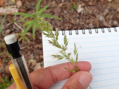 Image of Calamagrostis purpurascens by no rights reserved