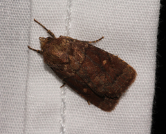 Pseudorthodes vecors